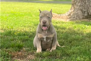Adeline - American Bully for sale