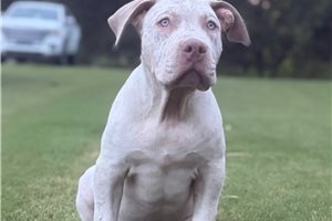 Alexander - American Bully for sale