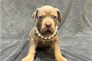 Adeline - American Bully for sale