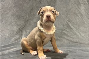 Adri - American Bully for sale