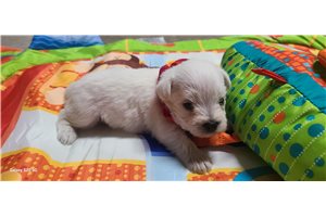 Edwin - Schnauzer, Miniature for sale