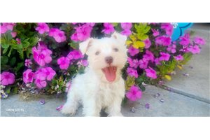 Edward - Schnauzer, Miniature for sale