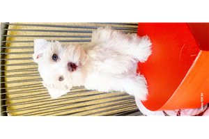 Edward - Schnauzer, Miniature for sale