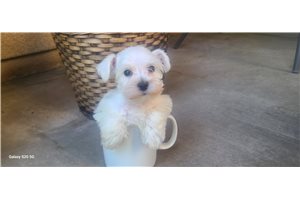 Edwin - Schnauzer, Miniature for sale