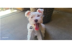 Edward - Schnauzer, Miniature for sale