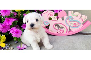 Edwin - Schnauzer, Miniature for sale