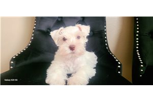 Edwin - Schnauzer, Miniature for sale