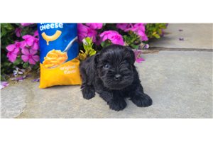 Emelia - Schnauzer, Miniature for sale