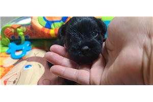 Emelia - Schnauzer, Miniature for sale