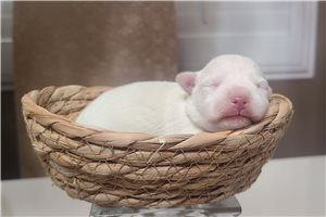 Edward - puppy for sale