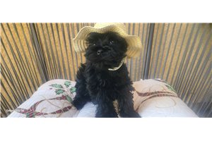 Emelia - Schnauzer, Miniature for sale