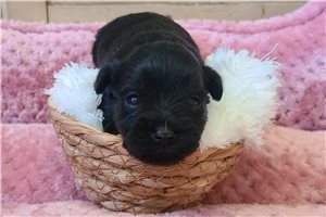 Emelia - puppy for sale