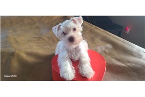 Edwin - Schnauzer, Miniature for sale