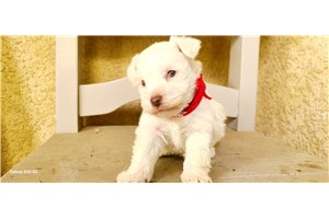 Edward - Schnauzer, Miniature for sale