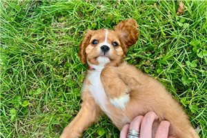 Livi - Cavalier King Charles Spaniel for sale