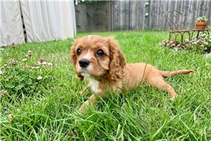 Gemma - puppy for sale