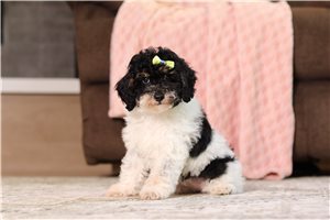 Dahlia - Miniature Poodle for sale