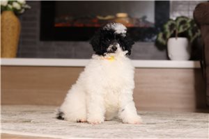 Elias - Miniature Poodle for sale