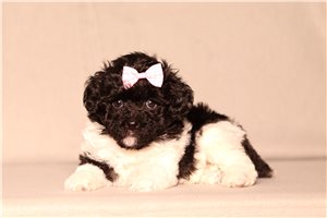 Khloe - Poodle, Miniature for sale