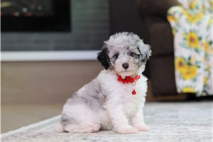 Amari - puppy for sale