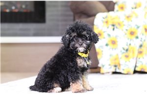 Flint - Poodle, Miniature for sale