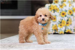 Gilbert - Poodle, Miniature for sale