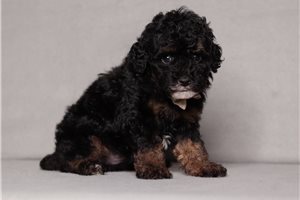 Gill - puppy for sale