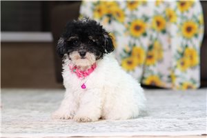 Geraldine - Poodle, Miniature for sale