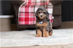 Fisher - Poodle, Miniature for sale