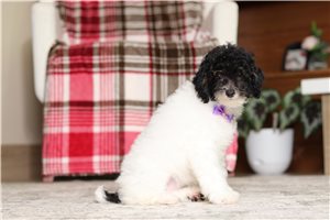 Ingrid - Poodle, Miniature for sale