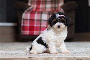Faye - Poodle, Miniature for sale