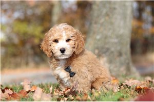Leon - Miniature Poodle for sale