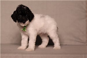 Iziah - Poodle, Miniature for sale
