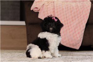 Khloe - Miniature Poodle for sale