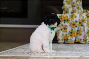 Iziah - Poodle, Miniature for sale