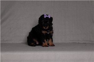 Jira - Poodle, Miniature for sale
