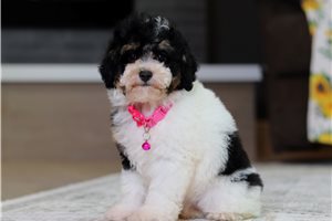 Joan - Miniature Poodle for sale