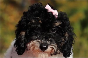 Dahlia - Miniature Poodle for sale