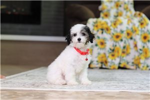 Indigo - Poodle, Miniature for sale