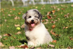 Amigo - Miniature Poodle for sale
