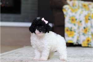 Amaury - puppy for sale
