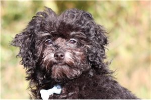 Kristoff - Miniature Poodle for sale