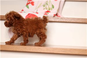 Cindy - Miniature Poodle for sale