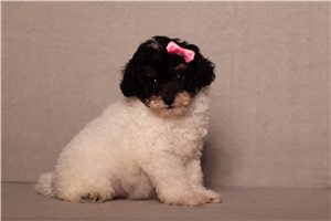 Geraldine - Poodle, Miniature for sale