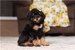Jira - Poodle, Miniature for sale