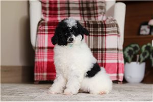 Elias - Poodle, Miniature for sale