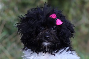 Khloe - Poodle, Miniature, placed in Tuscarawas Co