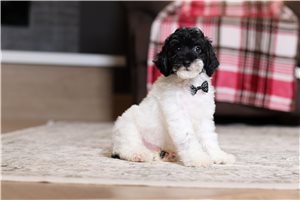 Iziah - Poodle, Miniature for sale