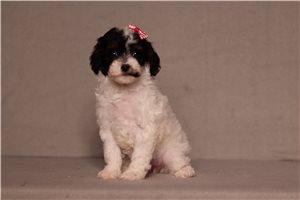Inez - Poodle, Miniature for sale