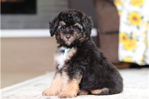 Jobie - Poodle, Miniature for sale